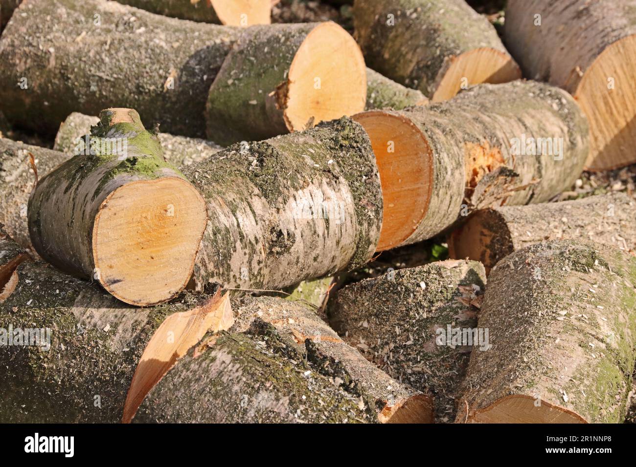 Stapel geschnittener Stämme, geeignet für Holzofen Stockfoto