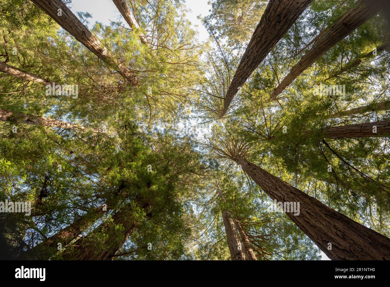 Blick von unten auf Redwood Trees in Muir Woods, Kalifornien Stockfoto