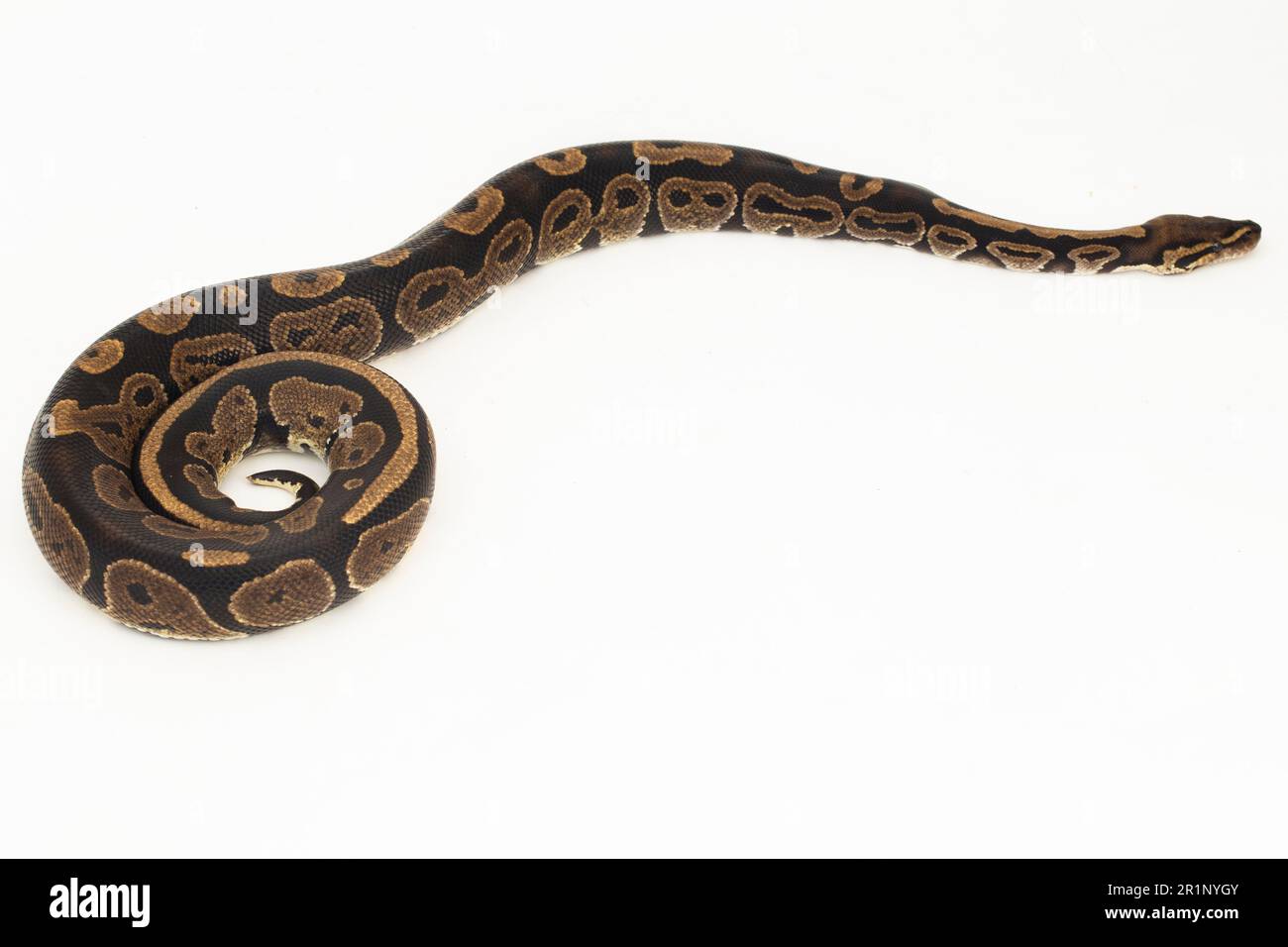 Ball Python, Python regius Schlange isoliert auf weißem Hintergrund Stockfoto