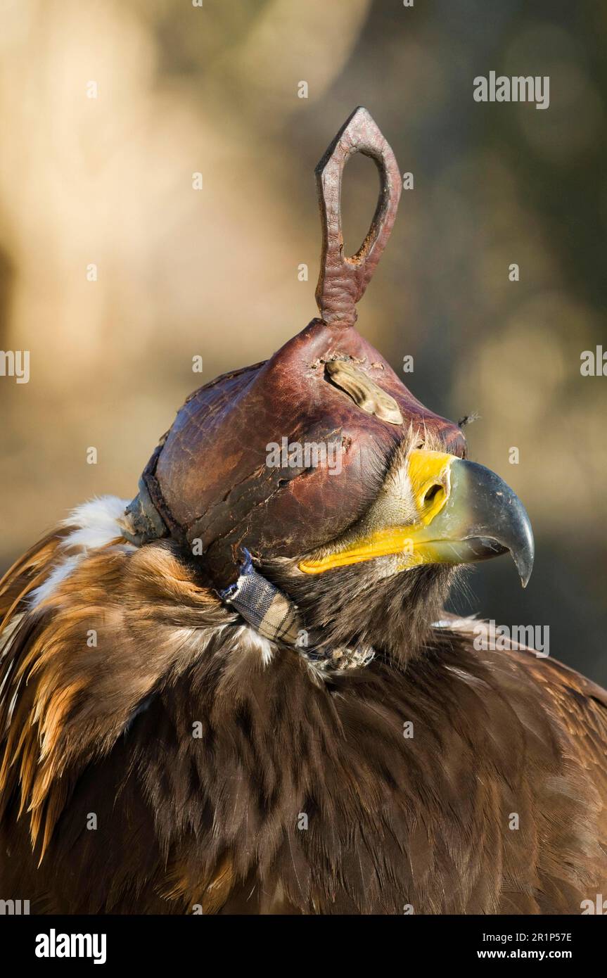 Goldener Adler (Aquila chrysaetos), Erwachsener, Nahaufnahme des Kapuzenkopfes, Kasachischer Jäger, Gefangener Vogel, Altai-Berge, Bayan-Ulgii, westliche Mongolei Stockfoto
