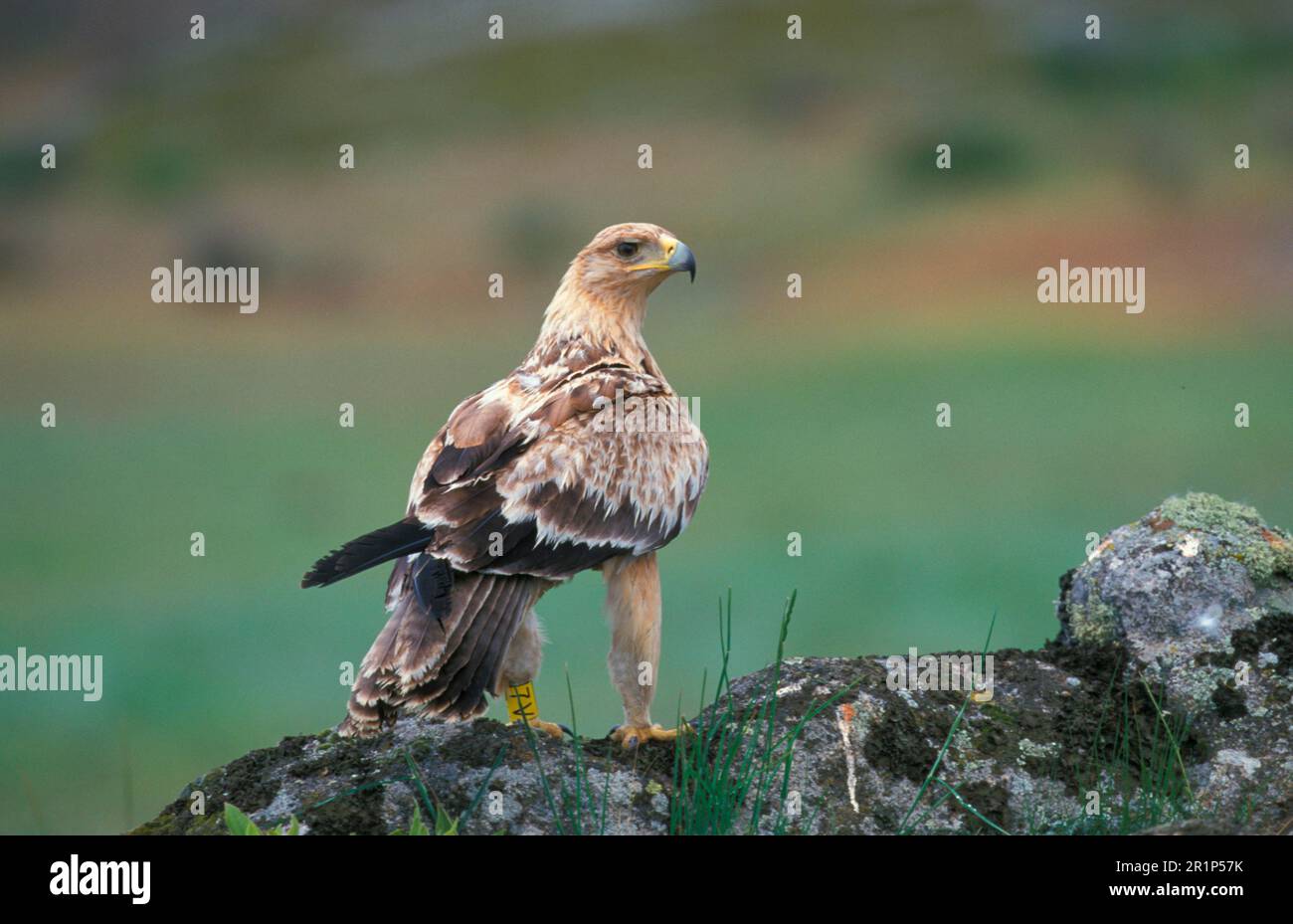 Spanischer Kaiseradler (Aquila adalberti), unreif (mit Identifizierungsmarkierung) auf Felsen (S) Stockfoto