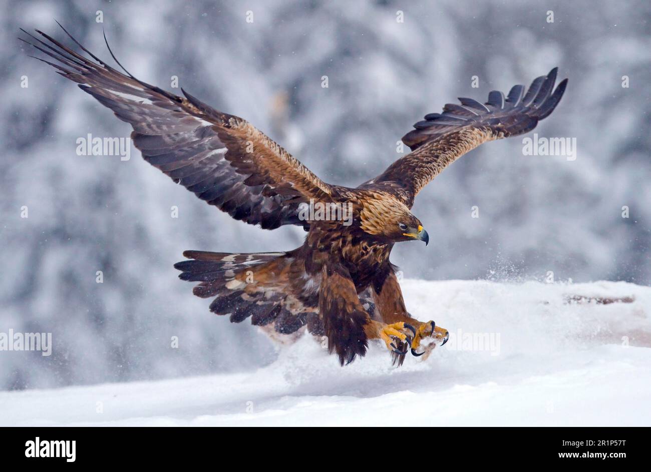 Goldadler (Aquila chrysaetos), Erwachsener, im Flug, Landung auf Schnee, Finnland Stockfoto