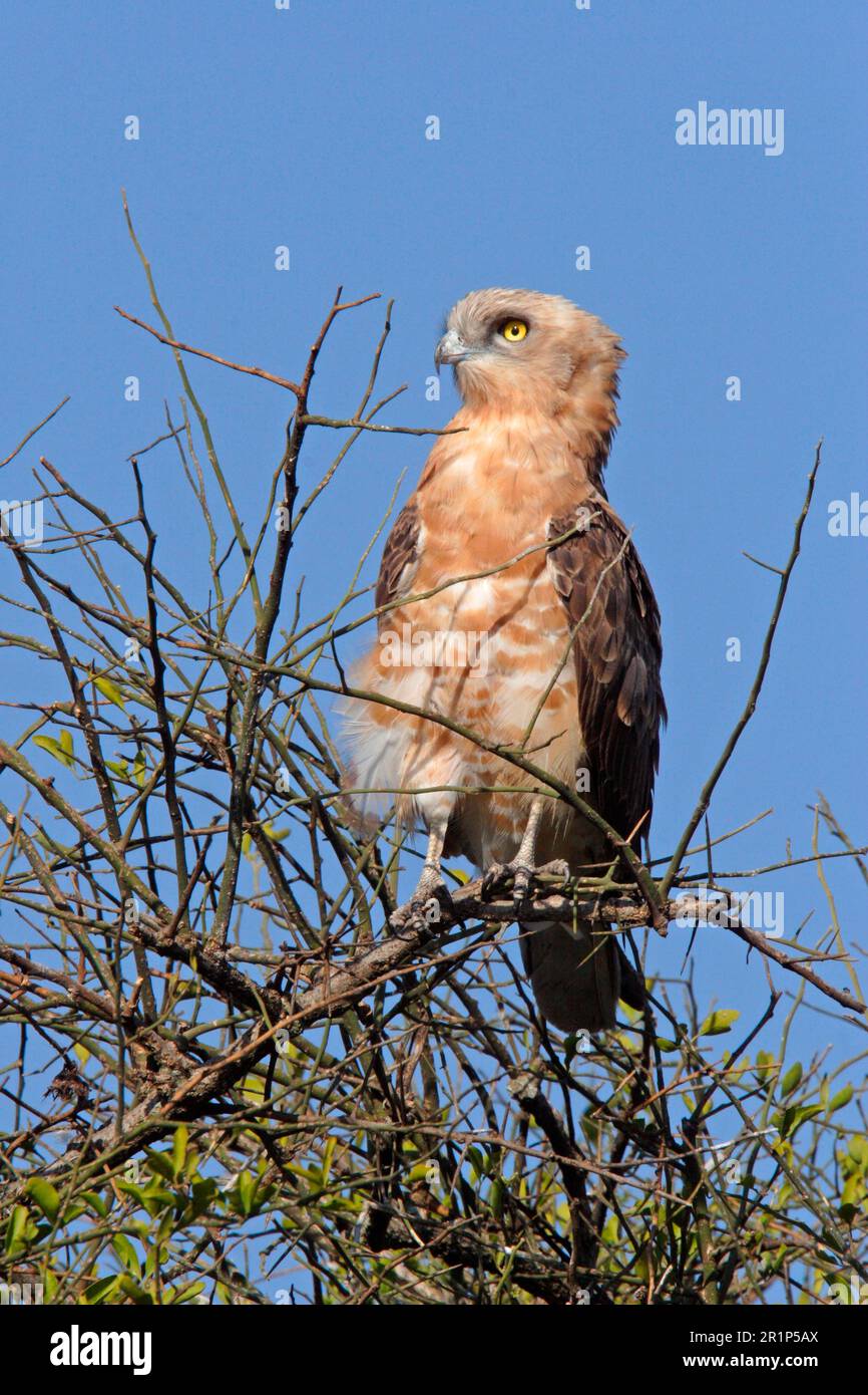 Schlangenadler (Circaetus pectoralis), Adler, Raubvögel, Tiere, Vögel, Schwarzer Schlangenadler, Jugendlicher, hoch oben im Baum, Masai Stockfoto