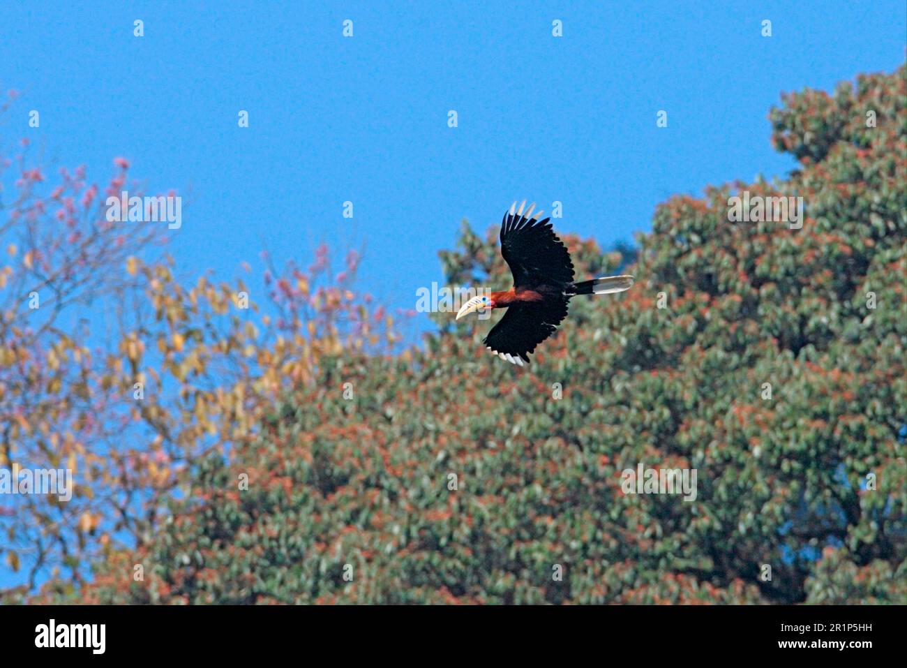 Rufous-Nacken-Hornbill (Aceros nipalensis), männlich, im Flug, Eaglenest Wildlife Sanctuary, Arunachal Pradesh, Indien Stockfoto