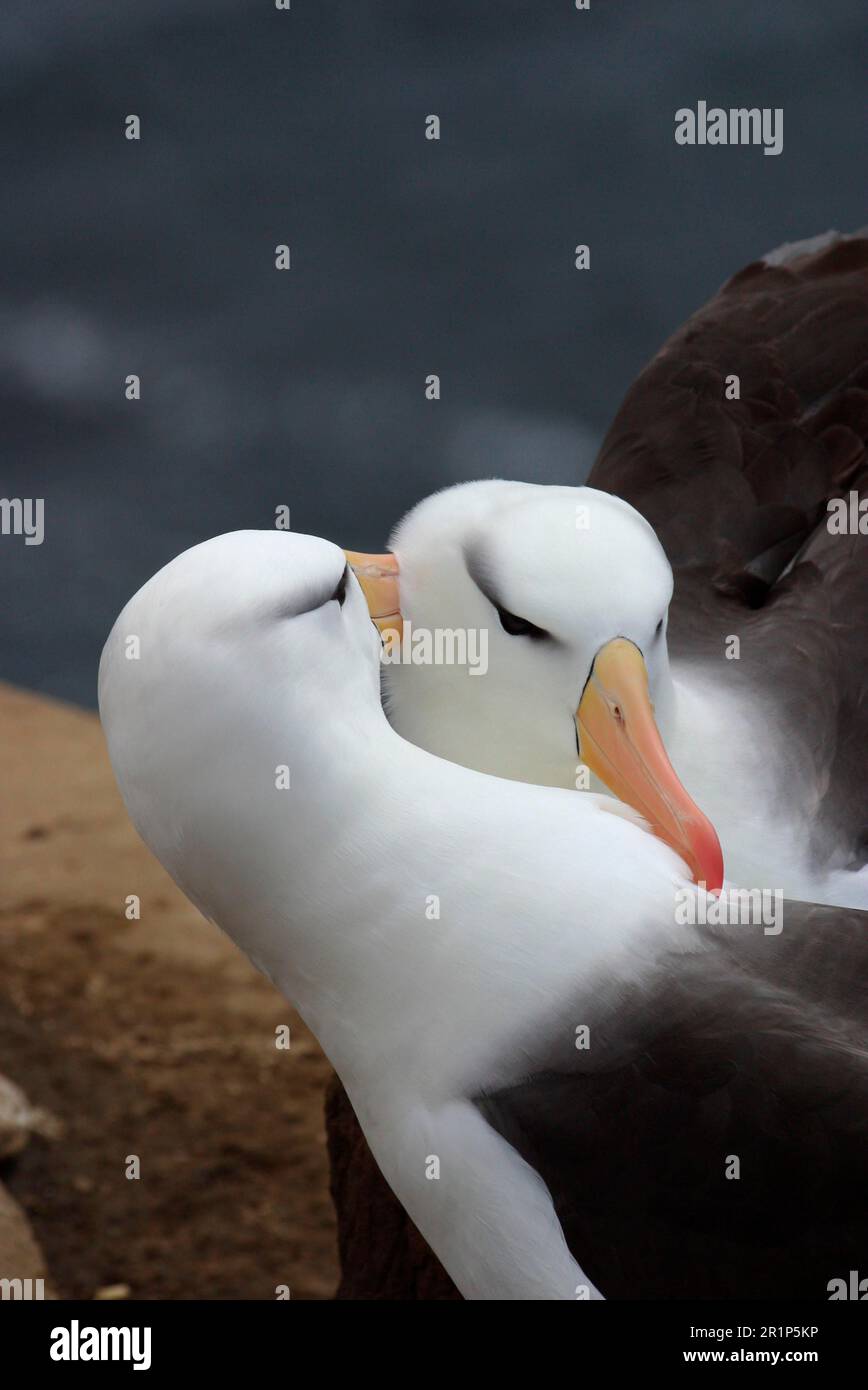 Albatross (Diomedea melanophrys), Thalassarche melonophris, Schwarzbraun-Albatrosse, Schwarzbraun-Albatrosse (Thalassarche melanophrys), Albatross Stockfoto