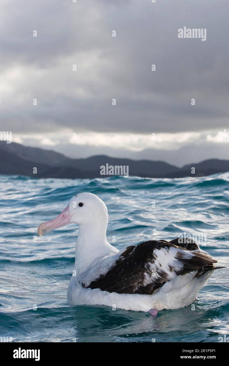 Gibsons Antipodalalbatross (Diomedea antipodensis gibsoni), Erwachsener, Schwimmen im Meer, Kaikoura, Südinsel, Neuseeland Stockfoto