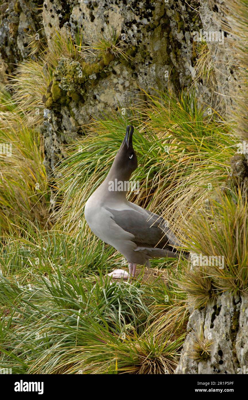 Heller russischer Albatross (Diomedea palpebrata), Erwachsener, Paarungsruf, Balzverhalten, Stehen auf der Klippe, Südgeorgien Stockfoto