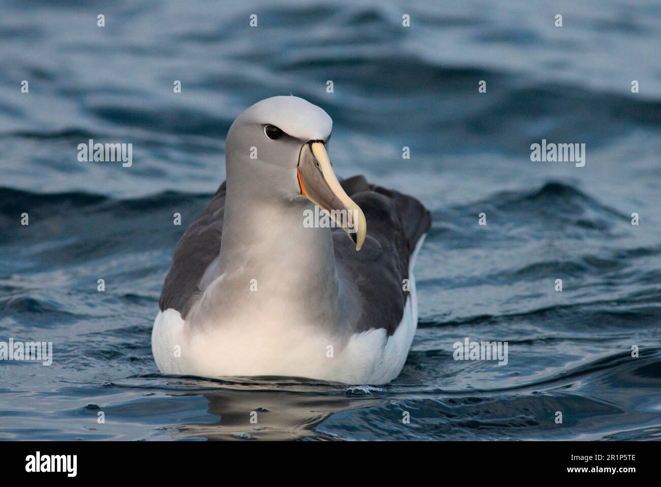 salvins Albatros (Thalassarche salvini), Schwimmen im Meer, Kaikoura, Neuseeland Stockfoto