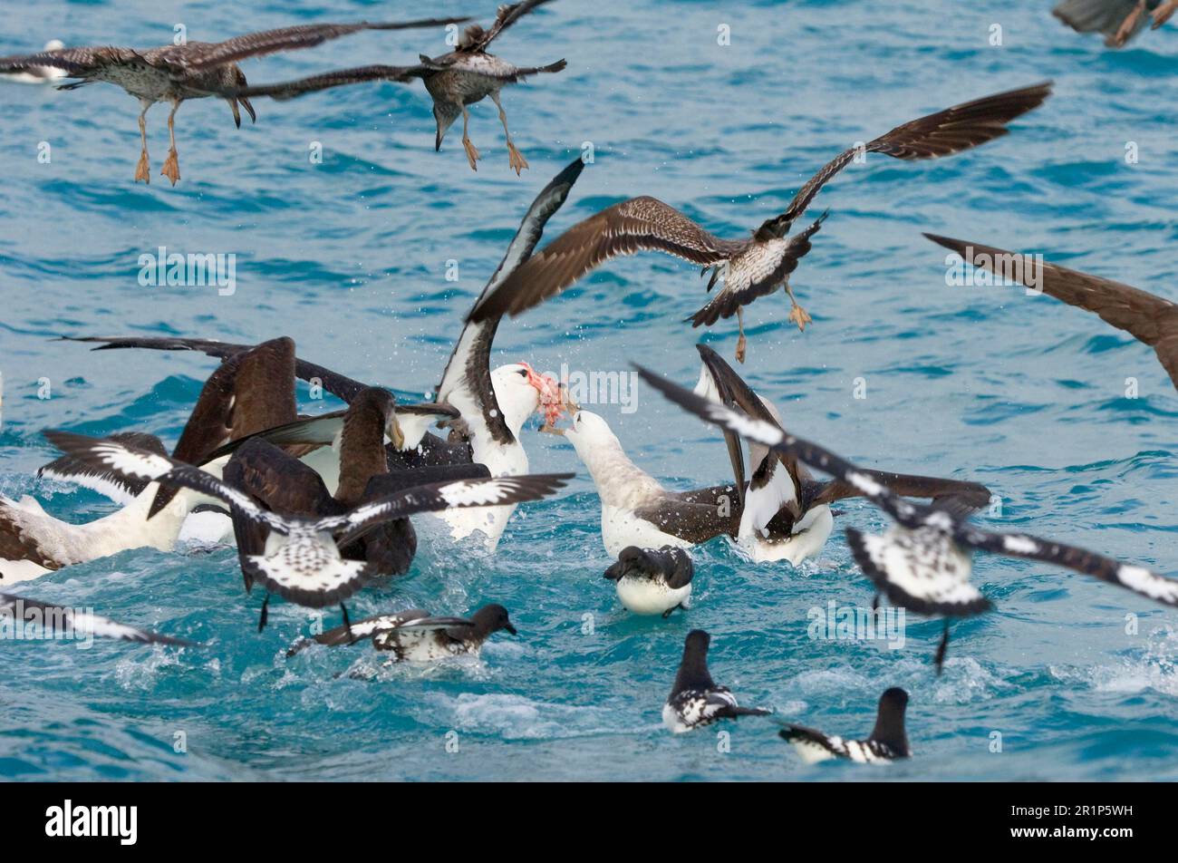 Neuseeland schüchterner Albatross (Thalassarche steadi), Erwachsener, streitet sich um Fischerboot-Trümmer, Petrels und Möwen, Kaikoura, Südinsel, Neuseeland Stockfoto