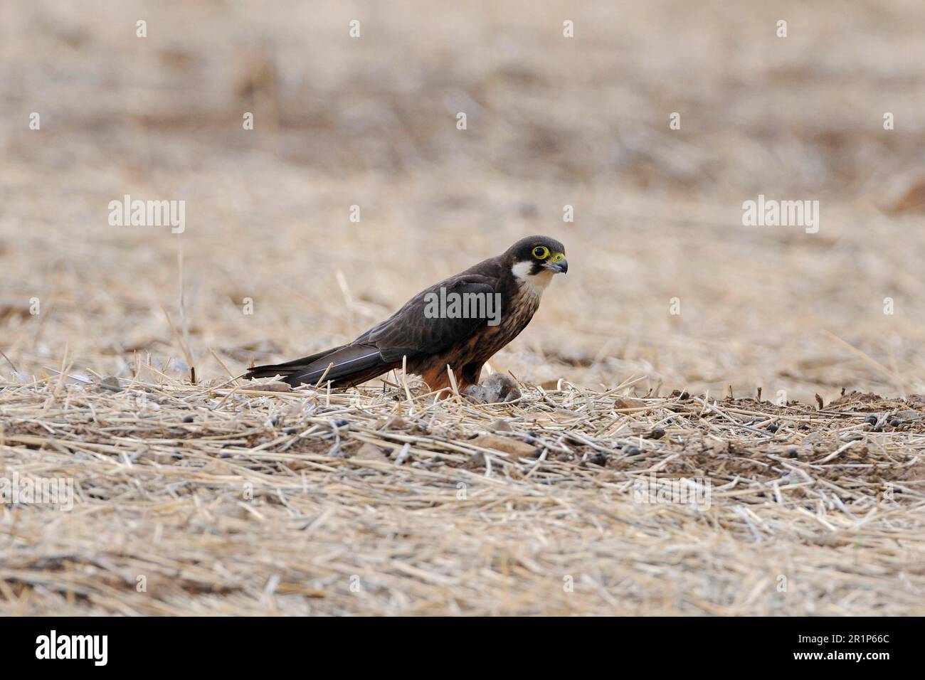 Eleonoras Falke (Falco eleonorae), blasser Morph, Erwachsener, Fütterung von eurasischer Scopeeule (Otus scops) Beute, Lemnos, Griechenland Stockfoto