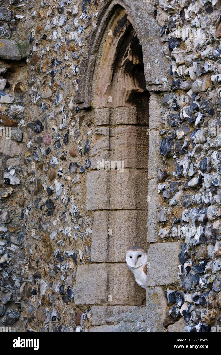 Scheuneneule (Tyto alba) Erwachsener, schläft im Kirchenfenster, Cley, North Norfolk, England, Winter Stockfoto