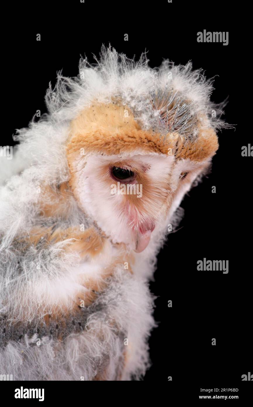 Scheuneneule (Tyto alba) Küken, Nahaufnahme des Kopfes, England, Juli (in Gefangenschaft) Stockfoto