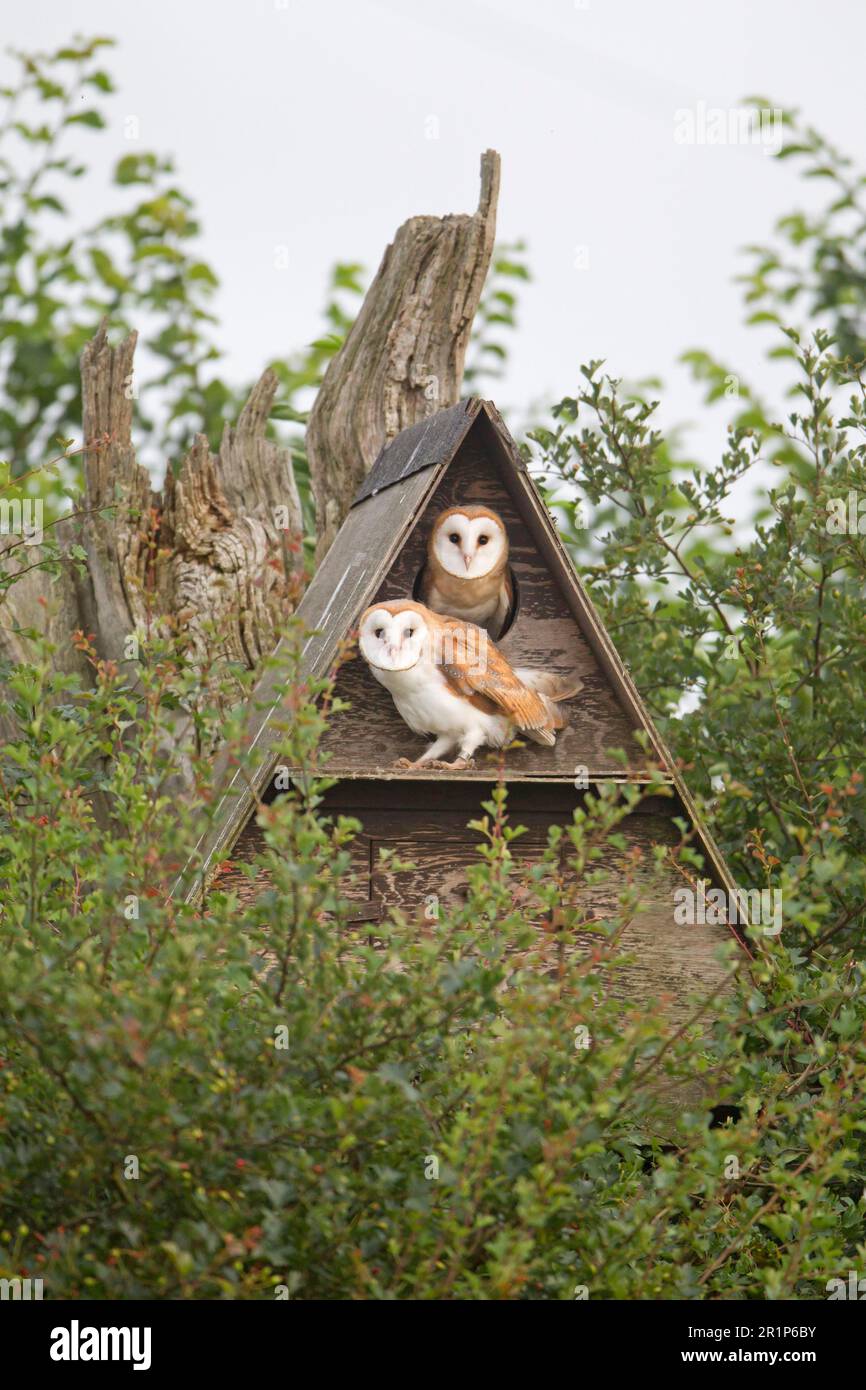 Scheuneneule (Tyto alba) zwei Küken, die am Eingang zur Nestkiste sitzen, Suffolk, England, Vereinigtes Königreich Stockfoto