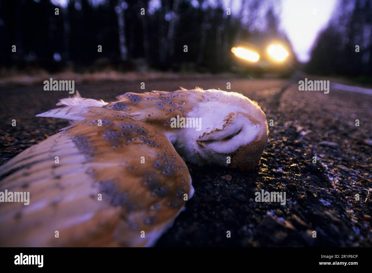 Scheuneneule, Scheuneneule (Tyto alba), Eulen, Tiere, Vögel, Scheuneneule ausgewachsen, todesopfer im straßenverkehr, tot auf der Straße in der Dämmerung, England, Winter Stockfoto