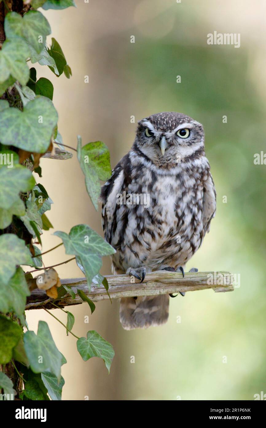 Kleine Eule, kleine Eulen (Athene noctua), Eulen, Tiere, Vögel, Eulen, Little Owl, erwachsen, auf einem Ast mit Efeu im Wald, Yorkshire, England Stockfoto