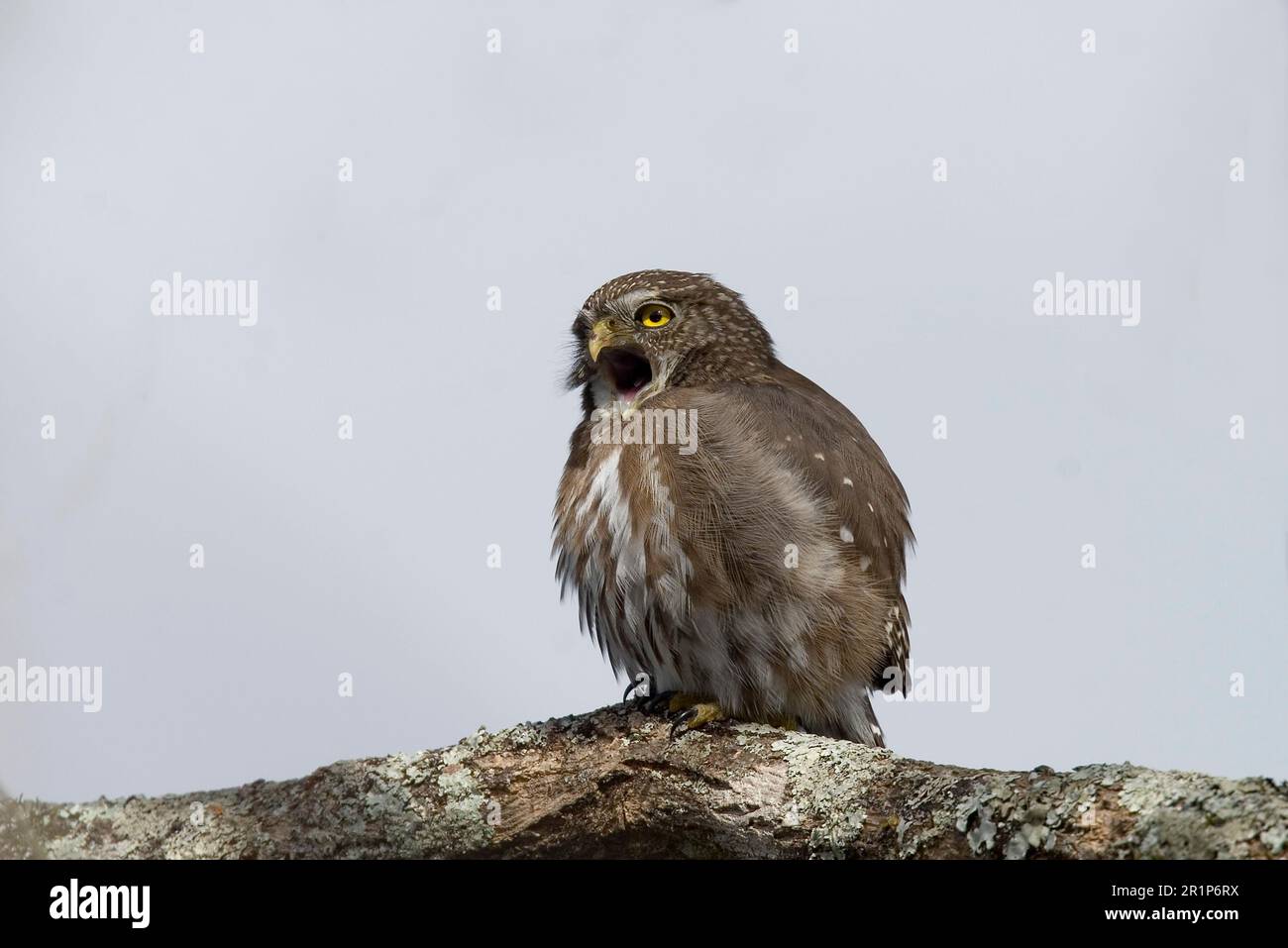 Brasilianische Pygmäen-Eule, brasilianische Pygmäen-Eule, eiserne Zwergkeule (Glaucidium brasilianum), Tiere, Vögel, Eulen, eiserne Zwergkeule hoch oben Stockfoto