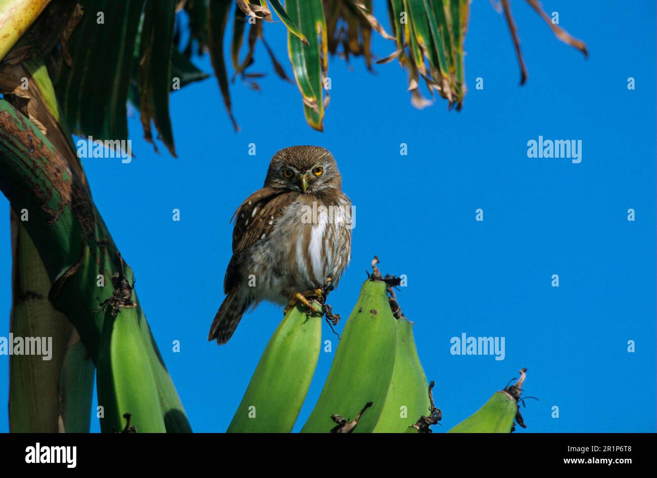 Brasilianische Pygmäeneule, brasilianische Pygmäeneule, eiserne Pygmäeneule (Glaucidium brasilianum), Tiere, Vögel, Eulen, eiserne Pygmäeneule hoch oben Stockfoto