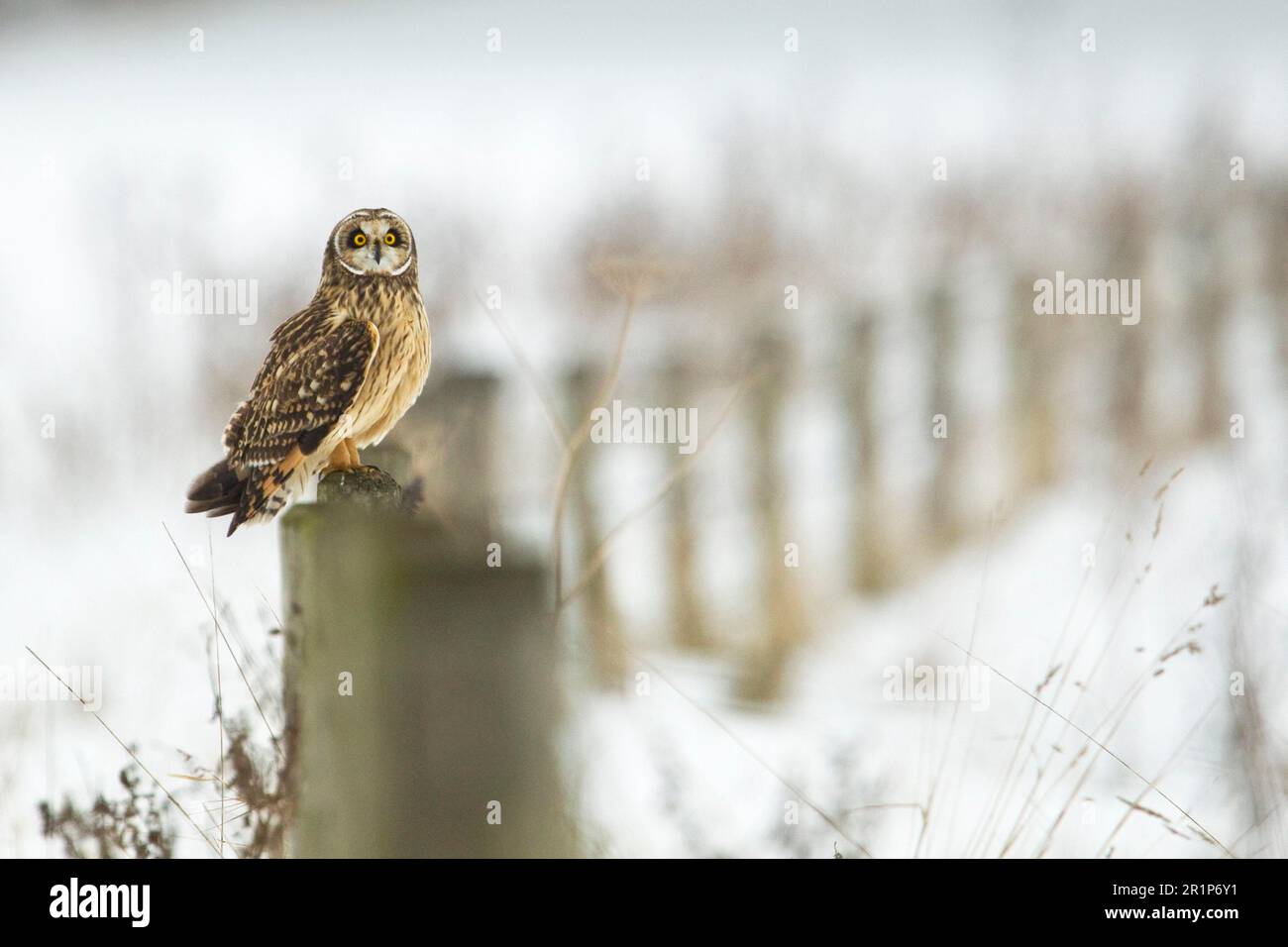 Kurzohreule (ASIO flammeus), Erwachsener, sitzt auf einem Zaunpfahl im Schnee, North Lincolnshire, England, Großbritannien Stockfoto