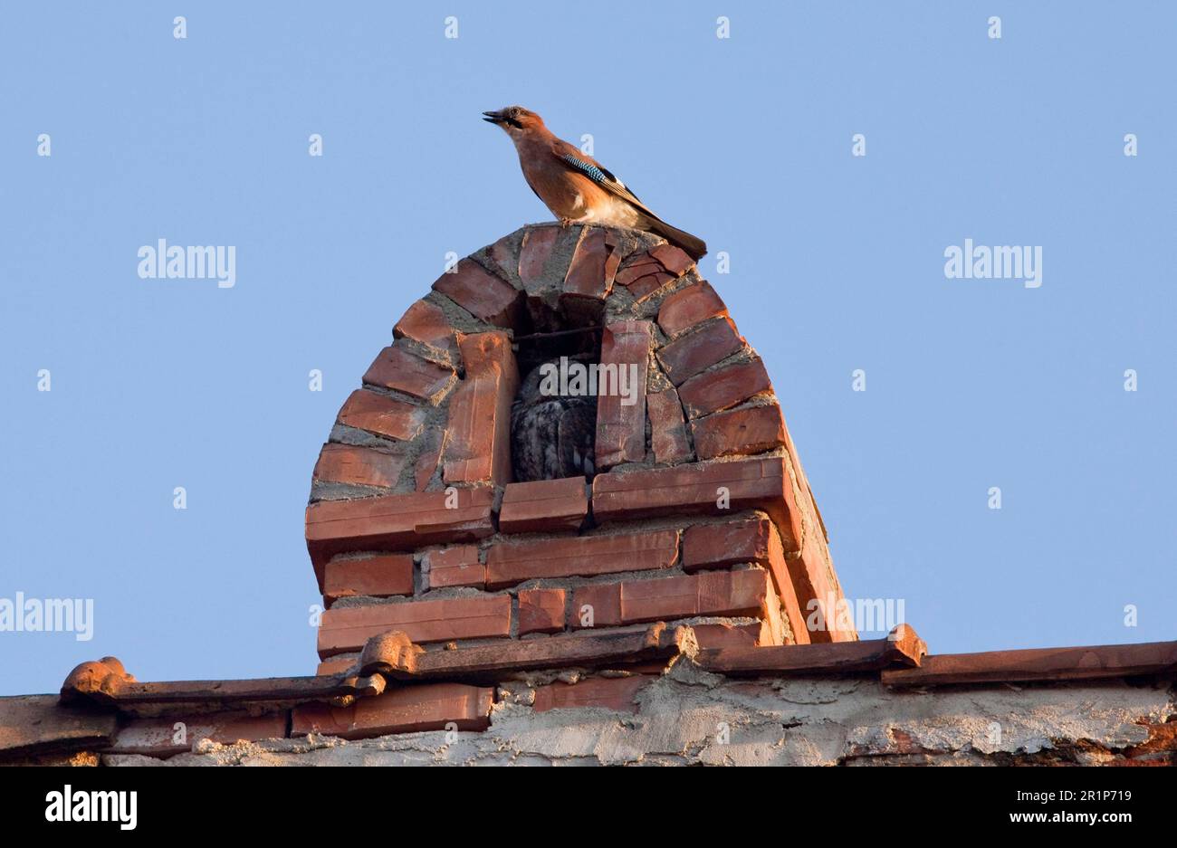 Tawny-Eule (Strix aluco), Erwachsene, schläft in einer Kaminnische, belästigt von eurasian jay (Garrulus glandarius), Sigishoara, Rumänien Stockfoto