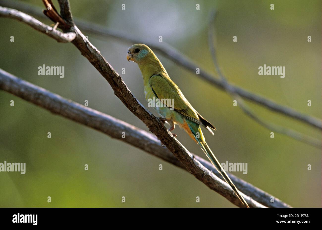 Papagei mit Kapuze (Psephotus dissimilis), weiblich im Baum, Northern Territory, Australien Stockfoto