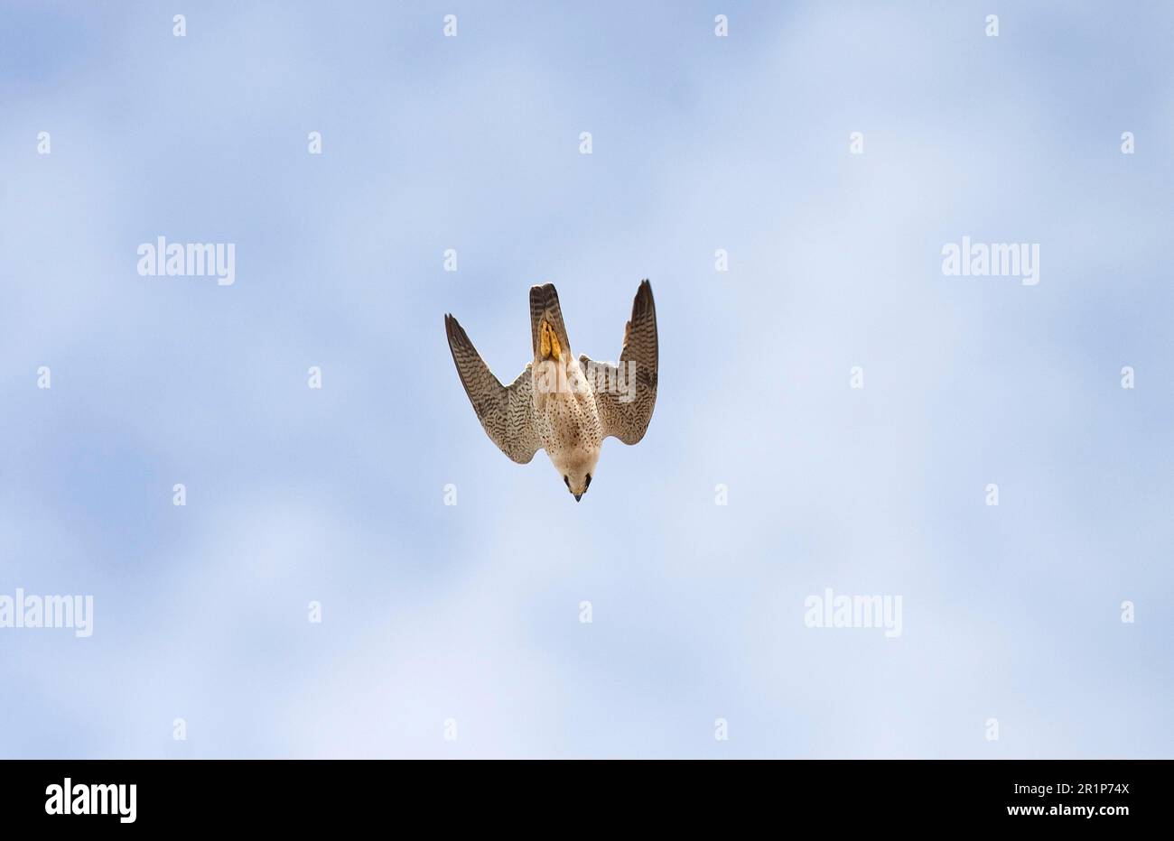 Wüstenfalke, berberfalken (Falco pelegrinoides), Falke, Greifvögel, Tiere, Vögel, Barbary Falcon Erwachsener, im Flug, Tauchen Stockfoto