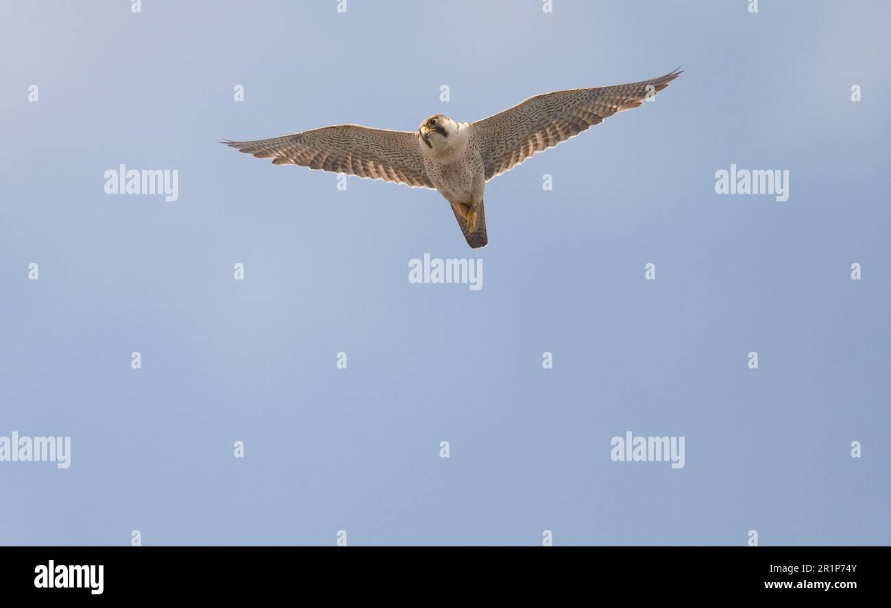Wüstenfalke, berberfalken (Falco pelegrinoides), Falke, Raubvögel, Tiere, Vögel, Berberfalke, Erwachsener, im Flug Stockfoto