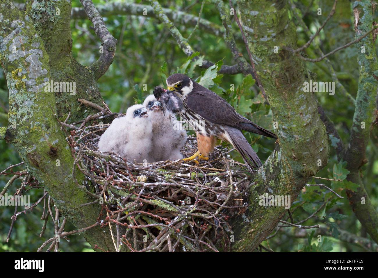 Eurasisches eurasisches Hobby (Falco subbuteo), Erwachsene Frau, die gerupfte Schwalbe (Hirundo rustica) füttert, Küken im Nest ausbeutet, in alten Krähen nistet Stockfoto