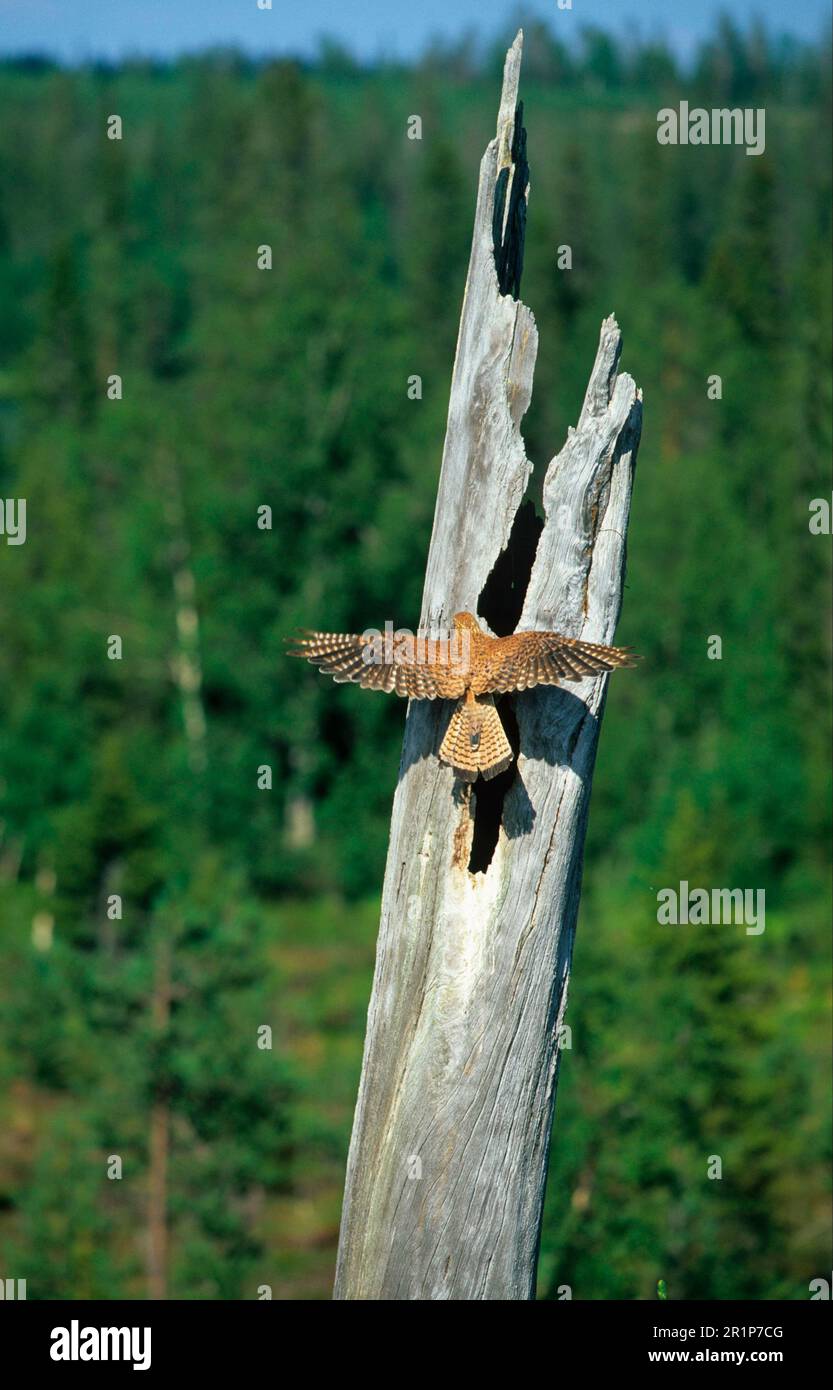 Falco tinnunculus Weibliche Fliegen zum Nest im toten Baumstamm, Finnland Stockfoto