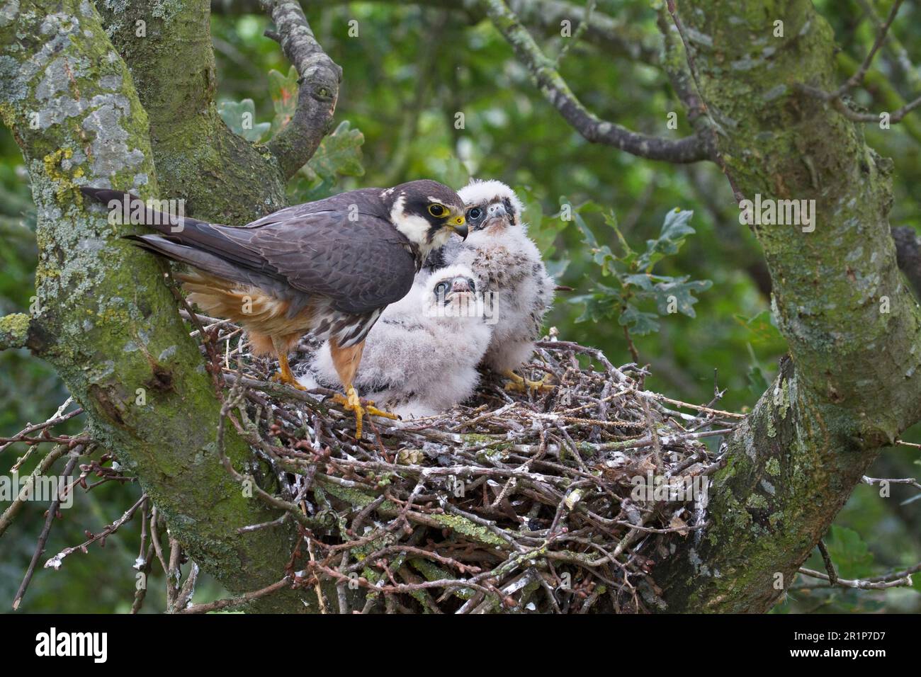 Eurasisches hobby (Falco subbuteo), weiblich, ausgewachsen, mit Küken im Nest, die sich im alten Krähennest in Eiche nisten (Quercus sp.) Baum, Shropshire, England Stockfoto