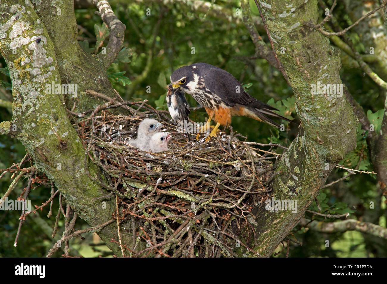 Eurasisches eurasisches Hobby (Falco subbuteo), Erwachsene weibliche Fütterungsküken (Hirundo rustica) im Nest, die in einem alten Krähennest in Eiche nisten Stockfoto