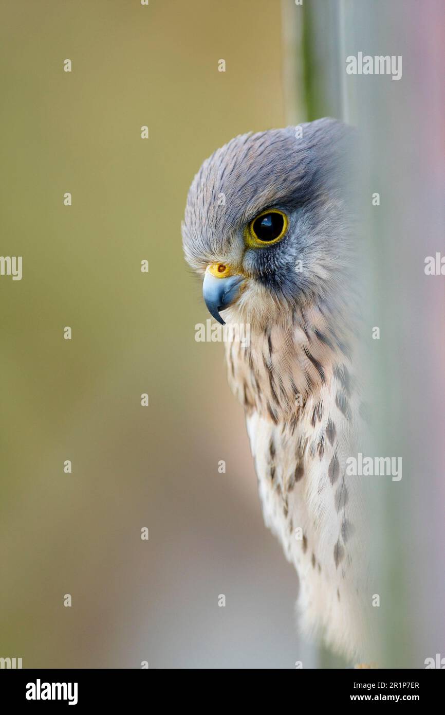 Falco tinnunculus, männlicher Erwachsener, der aus der Scheunentür schaut, Wales, Vereinigtes Königreich Stockfoto