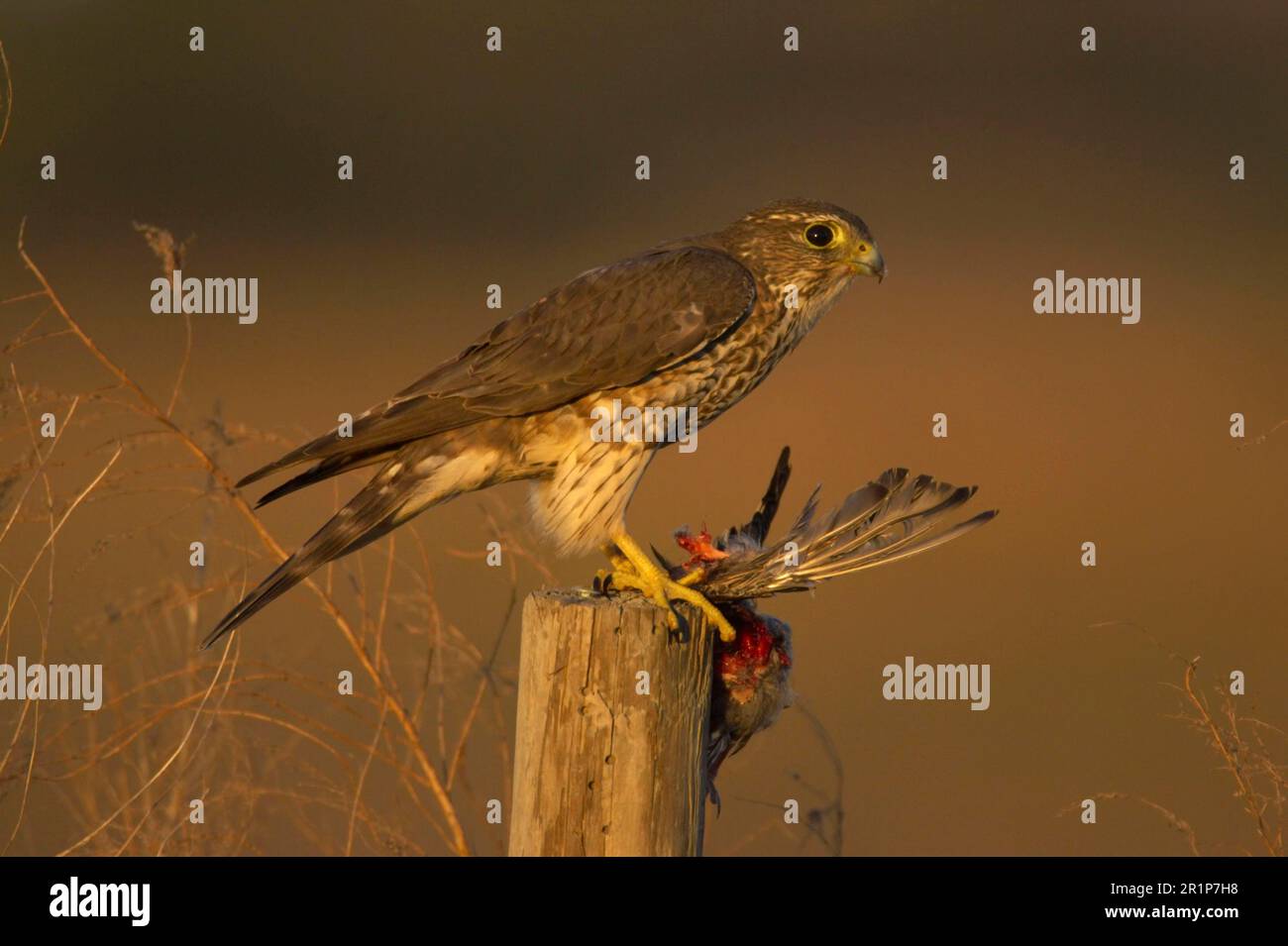 Merlin (Falco columbarius), weiblich, ausgewachsene Tiere, die sich von Vogelbeute ernähren, auf einem Pfosten stehend, Kissimmee-See, utricularia ochroleuca (U.) (U.) S.A. Stockfoto