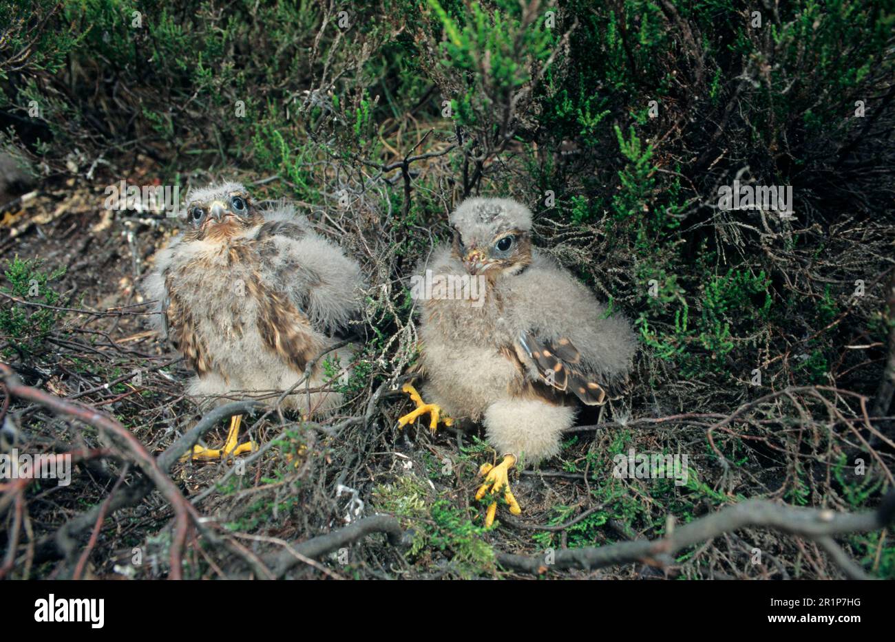 Merlin (Falco columbarius) zwei Küken, die im Nest auf dem Boden sitzen, Derbyshire, England, Großbritannien Stockfoto