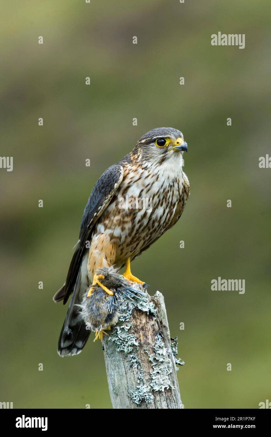 Merlin (Falco Columbarius), männlicher Erwachsener, der auf kleinen Beute-Vögeln sitzt, Dumfries und Galloway, Schottland, Großbritannien Stockfoto