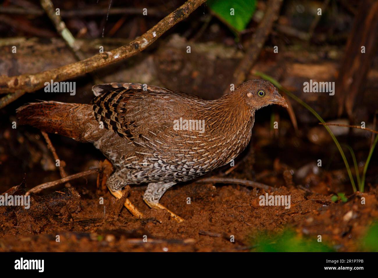 Ceylon Junglefowl (Gallus lafayetii) weiblich, kratzen in Schmutz für Nahrung, Sinharaja Forest N. P. Sri Lanka Stockfoto