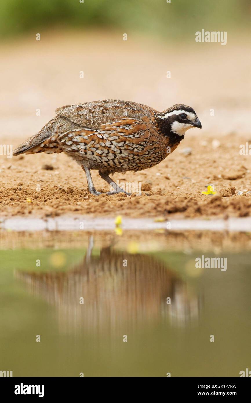 Virginia-Wachtel, Nordblattgemüse (Colinus virginianus), Baumwachtel, Baumwachtel, Hühnervögel, Tiere, Vögel, Wachteln, männlicher Weibchen aus dem Norden Stockfoto