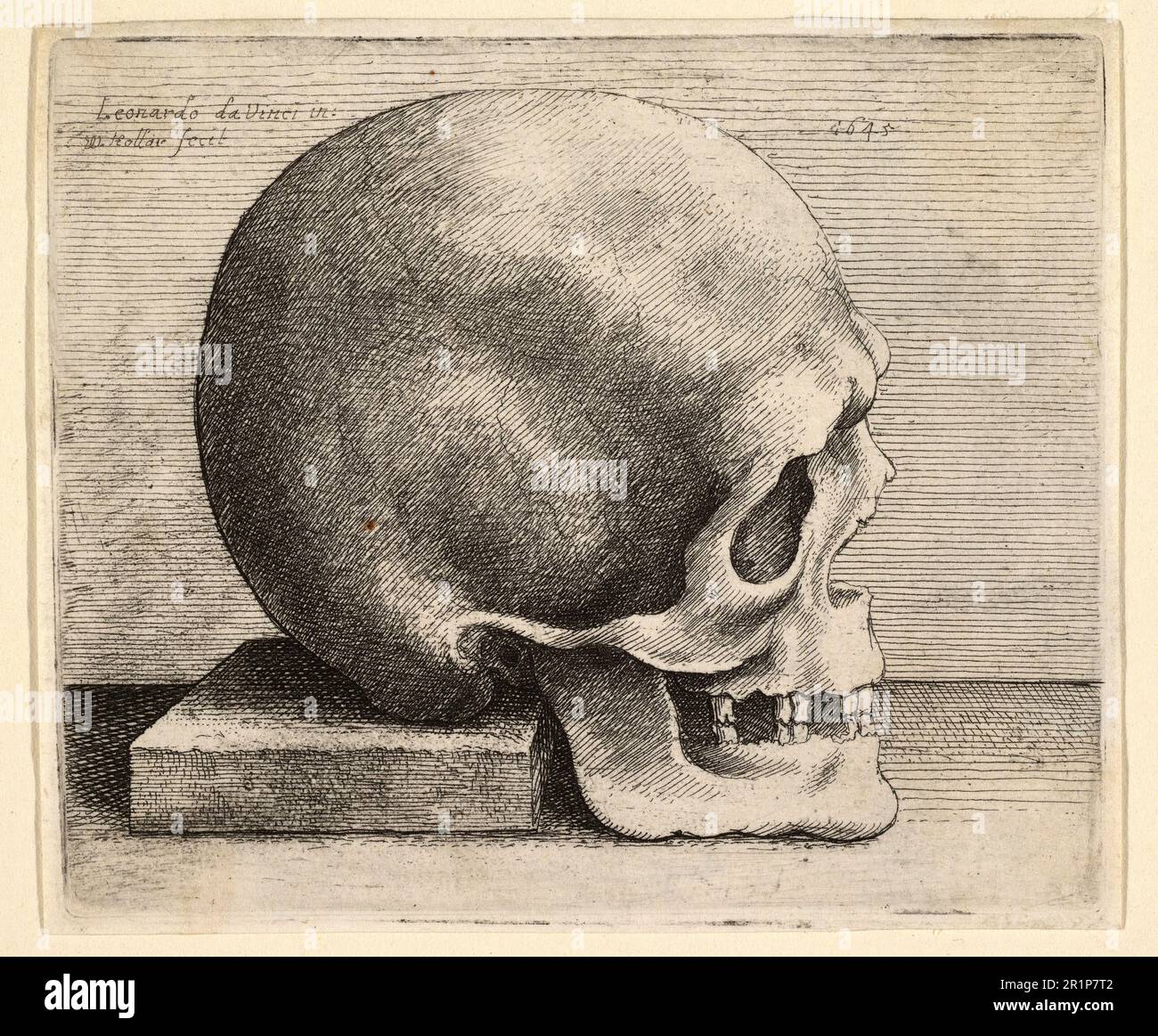 Schädel im Profil rechts, nach Leonardo da Vinci, historische, digital restaurierte Reproduktion eines Originals aus dem 19. Jahrhundert / Totenkopf im Profil nach rechts, nach Leonardo da Vinci, Historisch, digitale Restaurierte Reproduktion von einer Vorlage aus dem 19. Hundert Stockfoto