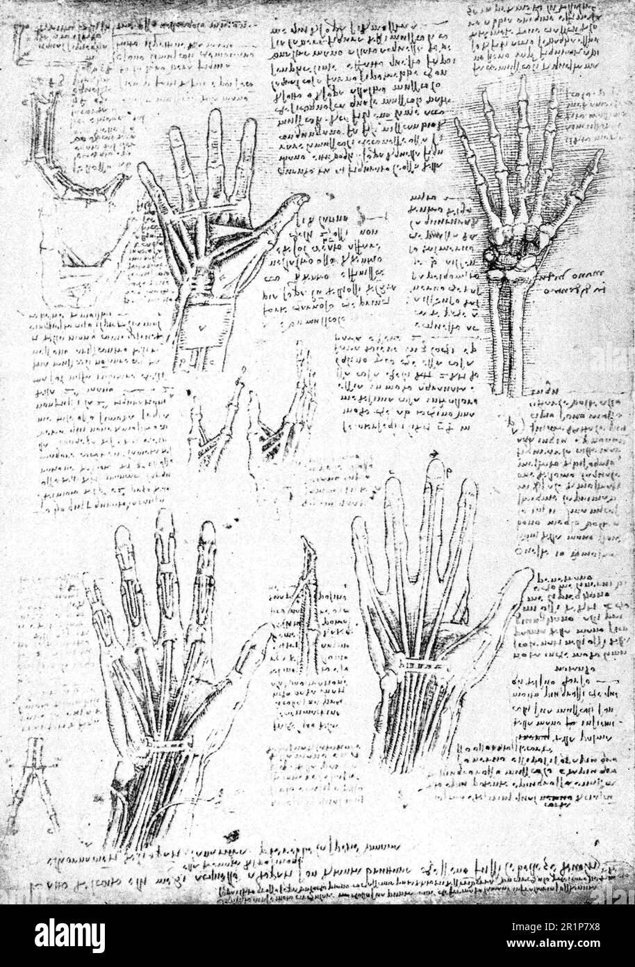 Anatomische Studien nach Leonardo da Vinvi, Historische, digital restaurierte Reproduktion eines Originals aus dem 19. Jahrhundert / Anatomische Studien nach Leonardo da Vinvi, Historische, digitale Restaurierte Reproduktion von einer Vorlage aus dem 19. Hundert Stockfoto