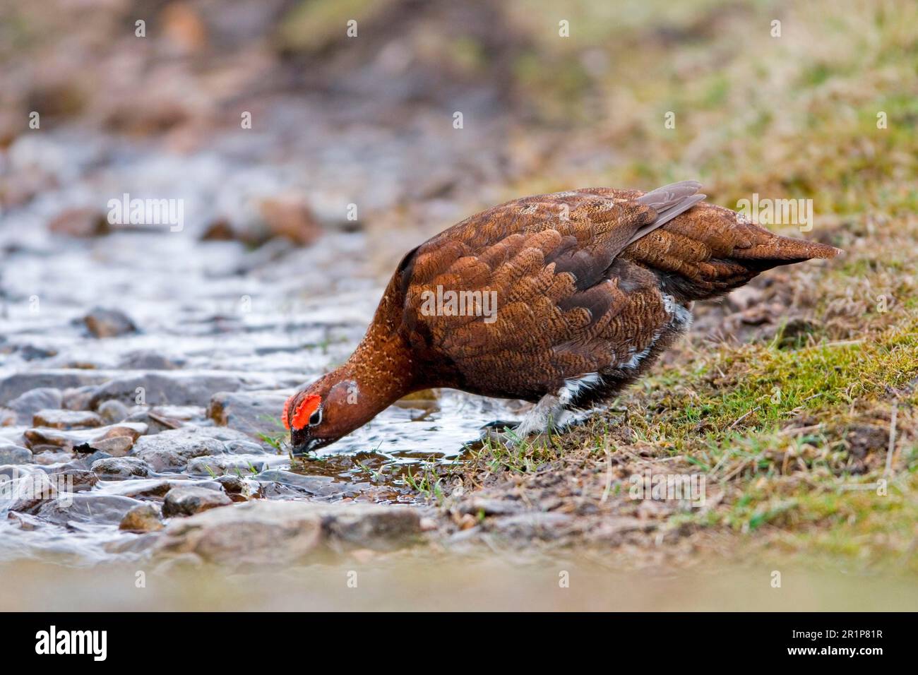 Schottisches Grosshuhn, Rothuhn (Lagopus lagopus scoticus), Ptarmigan, Ptarmigan, Huhn, Grosshuhn, Tiere, Vögel, Rothuhn, männlicher Erwachsener, trinkend Stockfoto