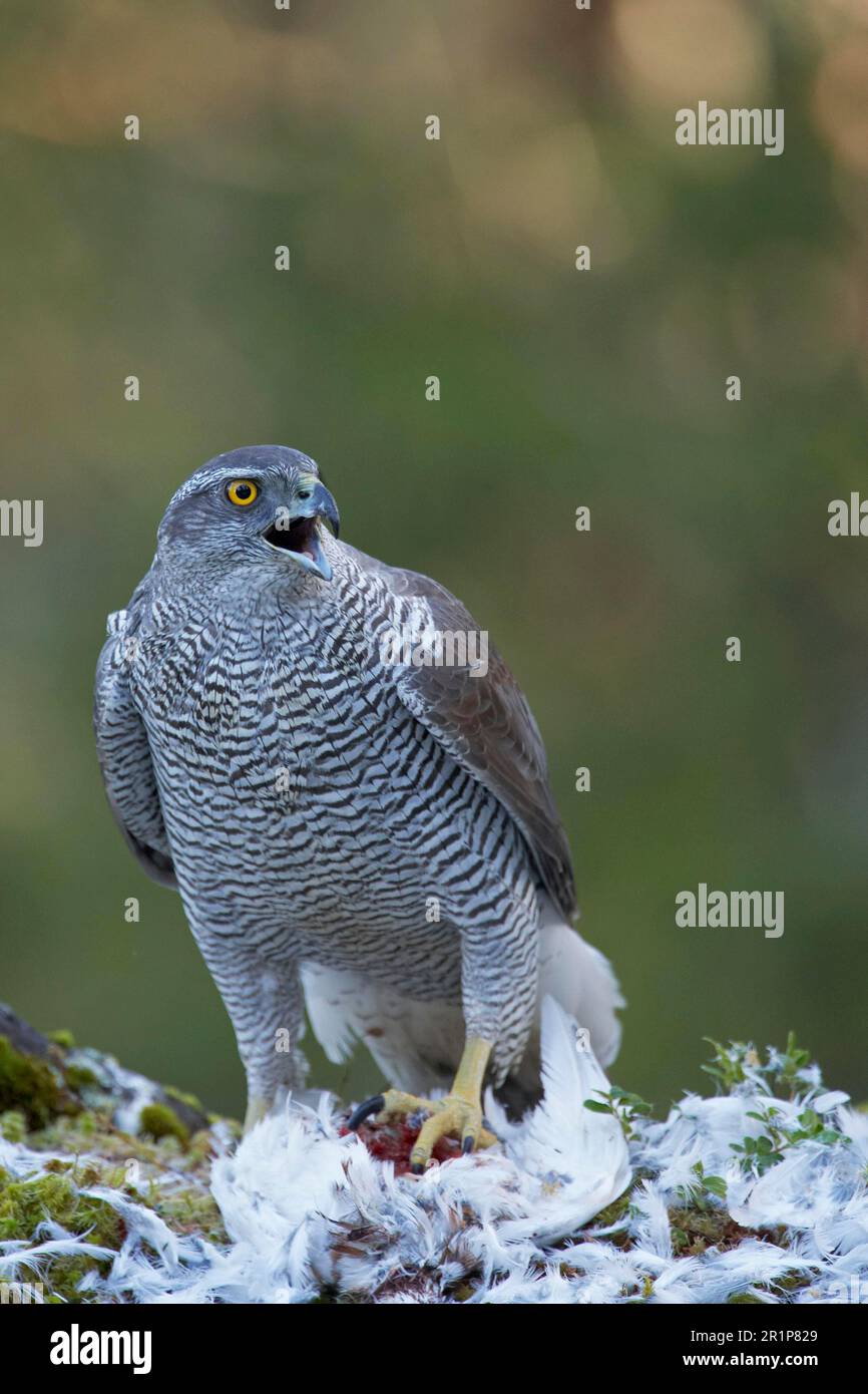 Nördlicher Goshawk (Accipiter gentilis), Erwachsene Frau, ruft, Fütterung von Felsen-Ptarmigan (Lagopus mutus) am Rupfstand, Norwegen Stockfoto