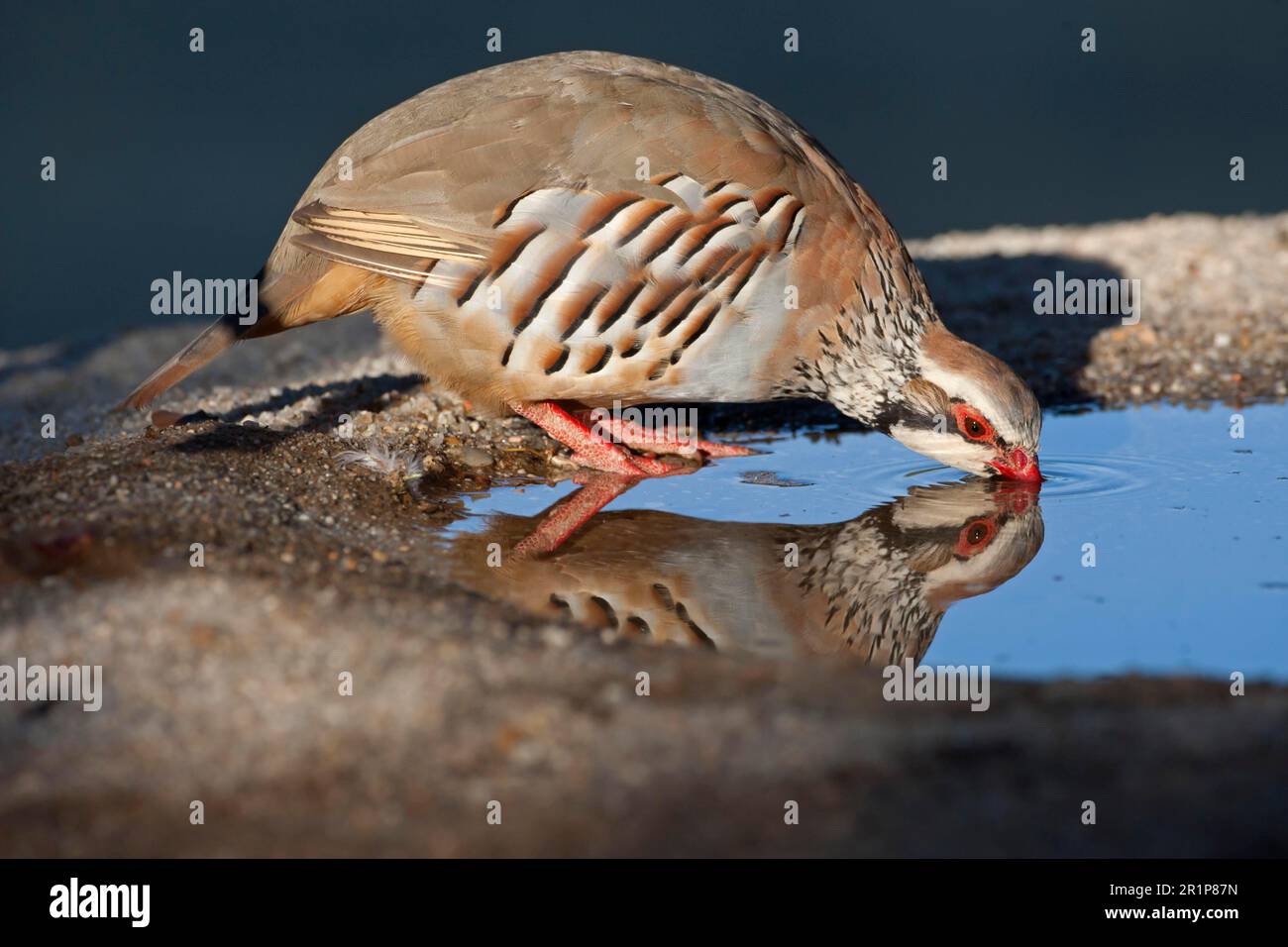 Rotbein-Rebhühner (Alectoris rufa), Hühnervögel, Tiere, Vögel, Rotbein-Rebhuhn, ausgewachsener Trinken im Pool, Castilla y Leon, Spanien Stockfoto