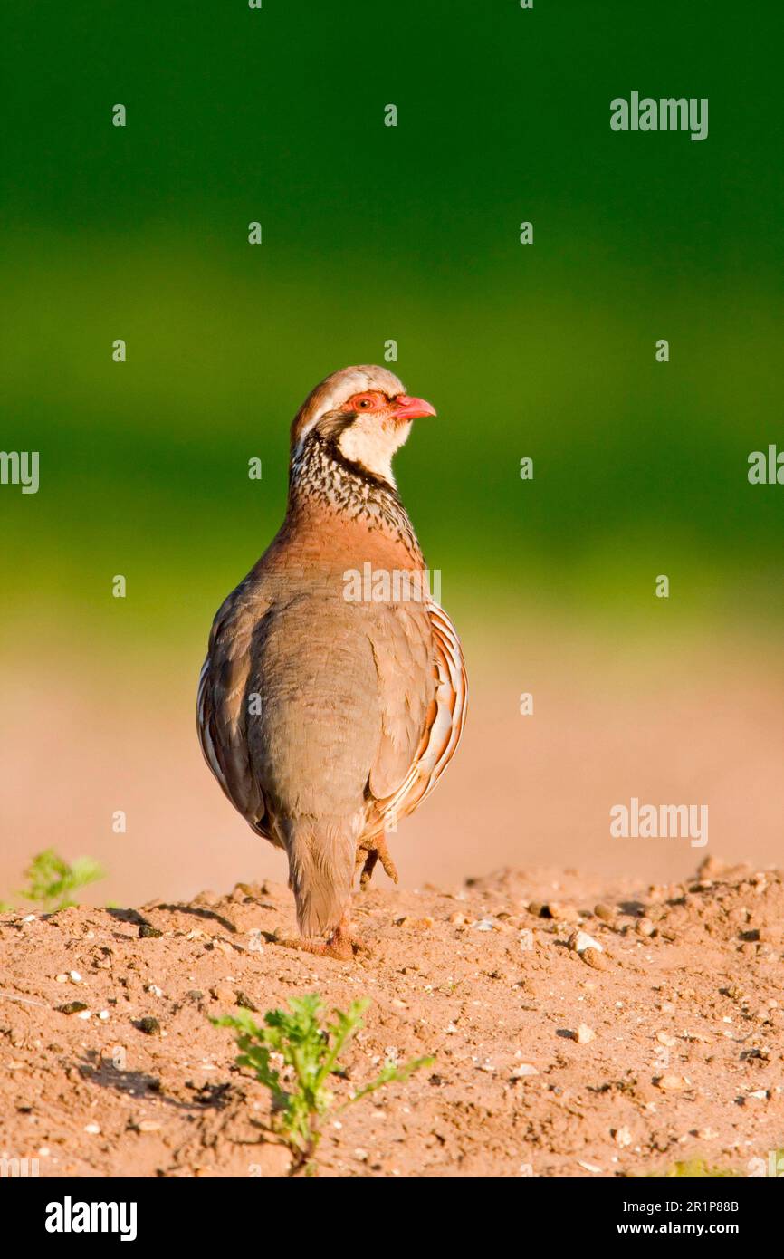 Rotbein-Rebhuhn (Alectoris rufa), Rotbein-Rebhuhn, Huhn, Tiere, Vögel, Rotbein-Rebhuhn, erwachsen, auf dem Boden stehend, Norfolk Stockfoto