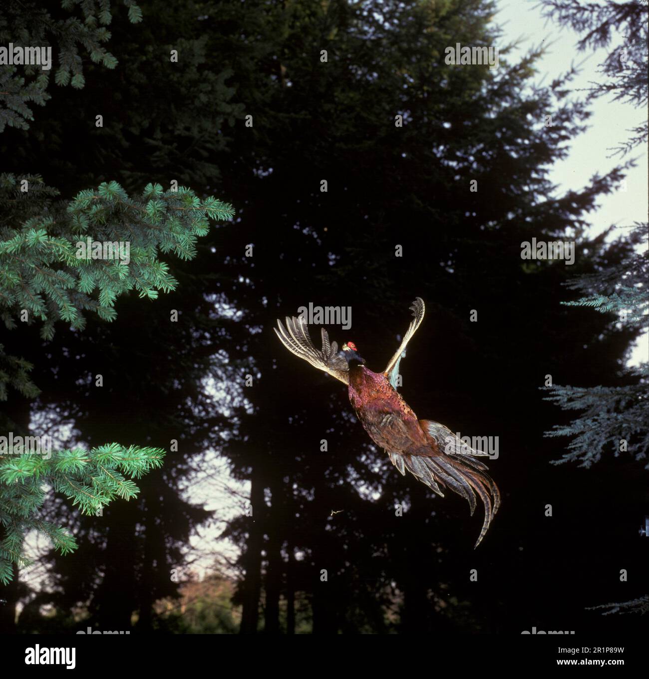 Fasan (Phasianus colchicus) Ringhals im Flug/neben Bäumen Stockfoto