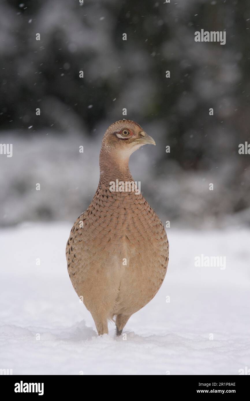 Fasan (Phasianus colchicus), Erwachsene Frau, die während des Schneefalls auf Schnee steht, Bentley, Suffolk, England, Vereinigtes Königreich Stockfoto