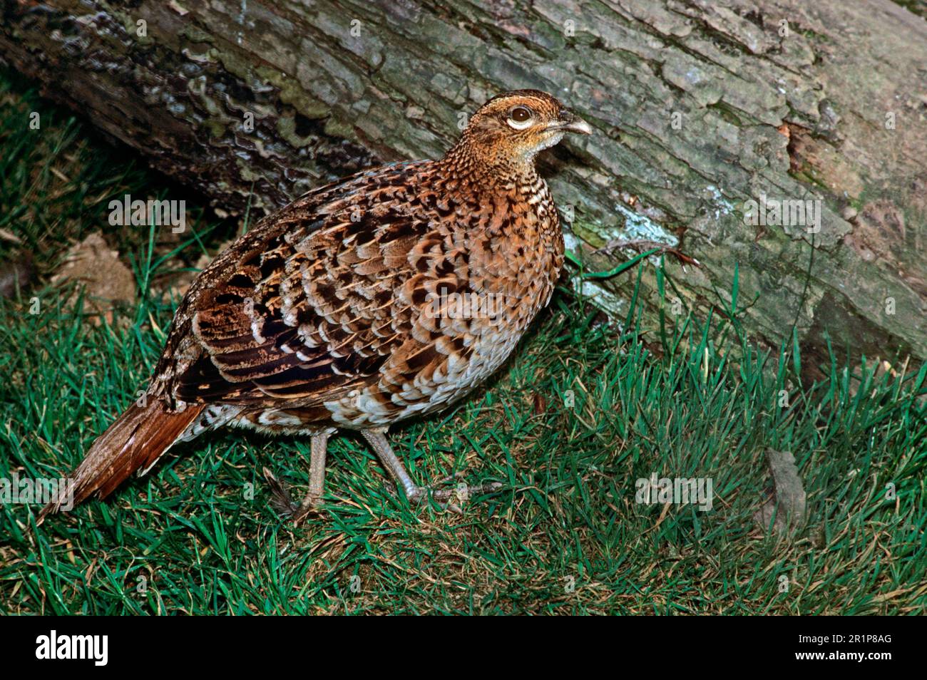 Kupferfasan, Kupferfasan, endemisch, Fasan, Hühnervögel, Tiere, Vögel, Kupferfasan (Syrmaticus soemmerringi), weiblich, in Gefangenschaft Stockfoto