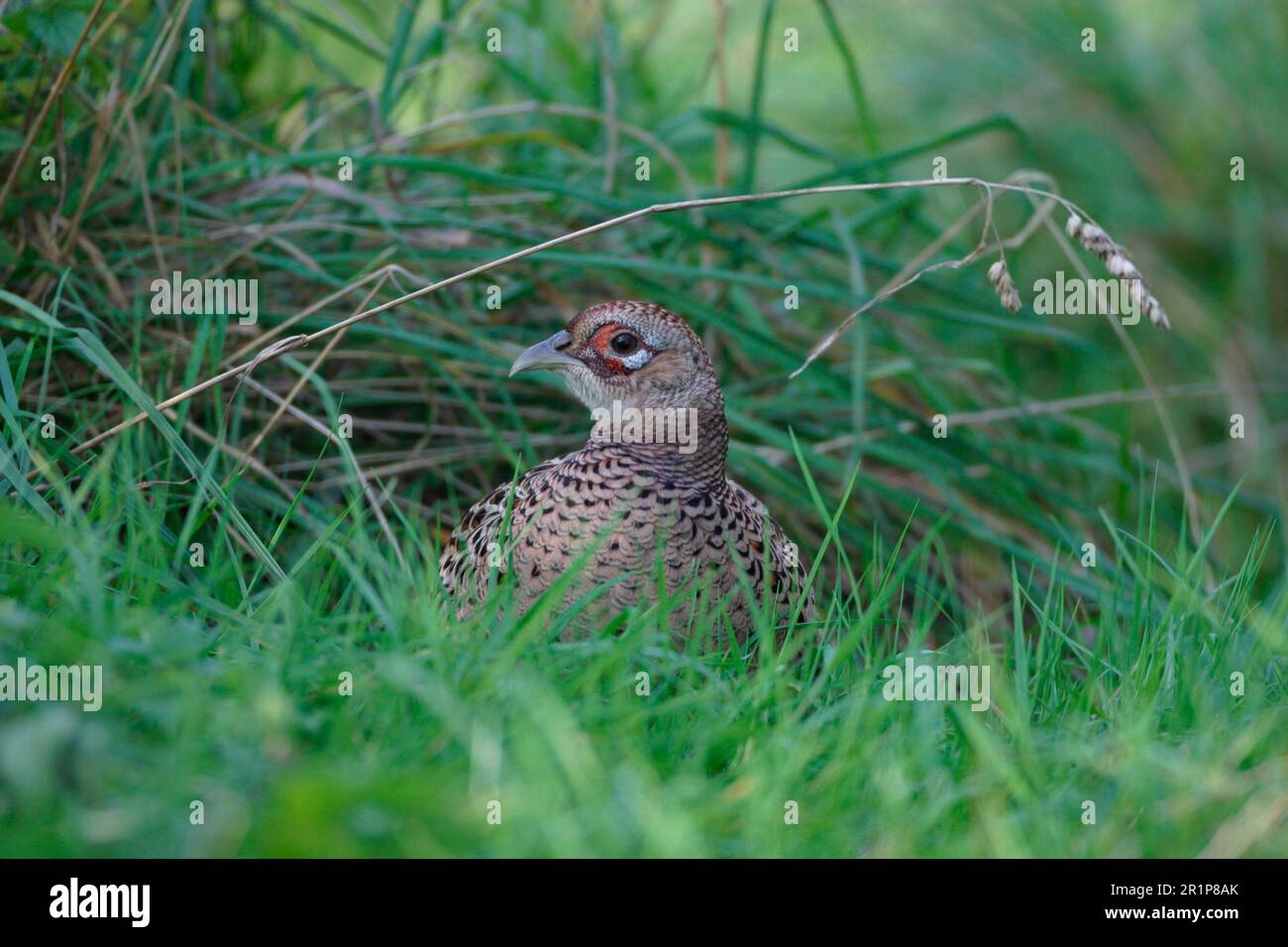 Jagdfasan, Fasane (Phasianus colchicus), Fasan, Hühnervögel, Tiere, Vögel, Fasan, weiblicher Kopf NUR DIGITAL Stockfoto