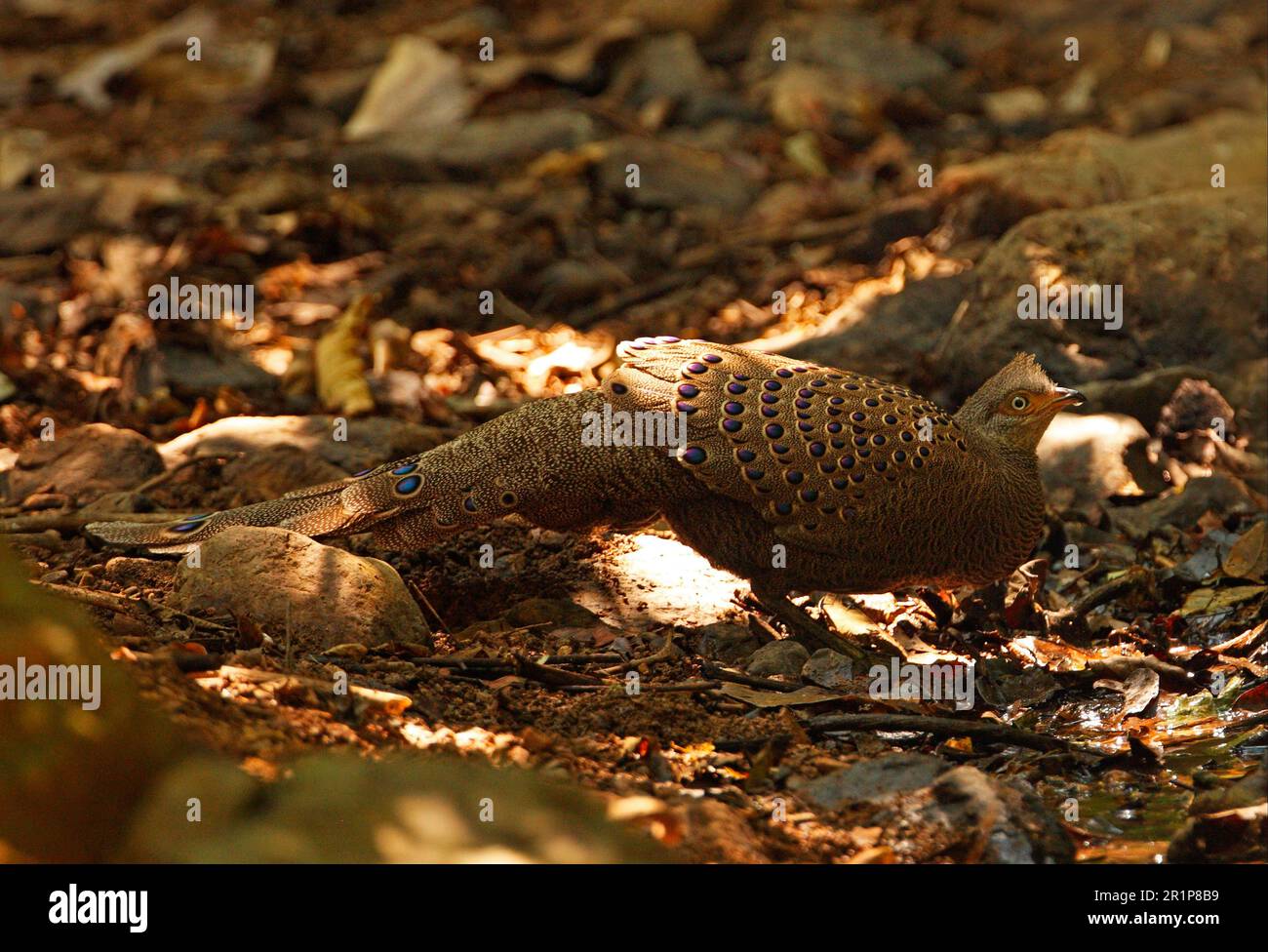 Grauer Pfauenfasan (Polyplectron bicalcaratum), männlicher Erwachsener, trinkend im Pool im Wald, Kaeng Krachan N. P. Thailand Stockfoto