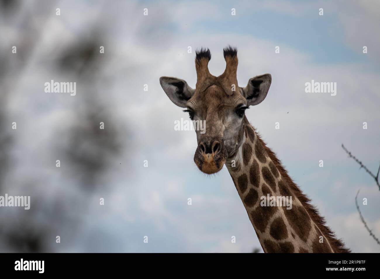 Einsame Giraffe in Savanne, ihrem natürlichen Lebensraum, im Imire Rhino & Wildlife Conservancy National Park, Simbabwe Stockfoto