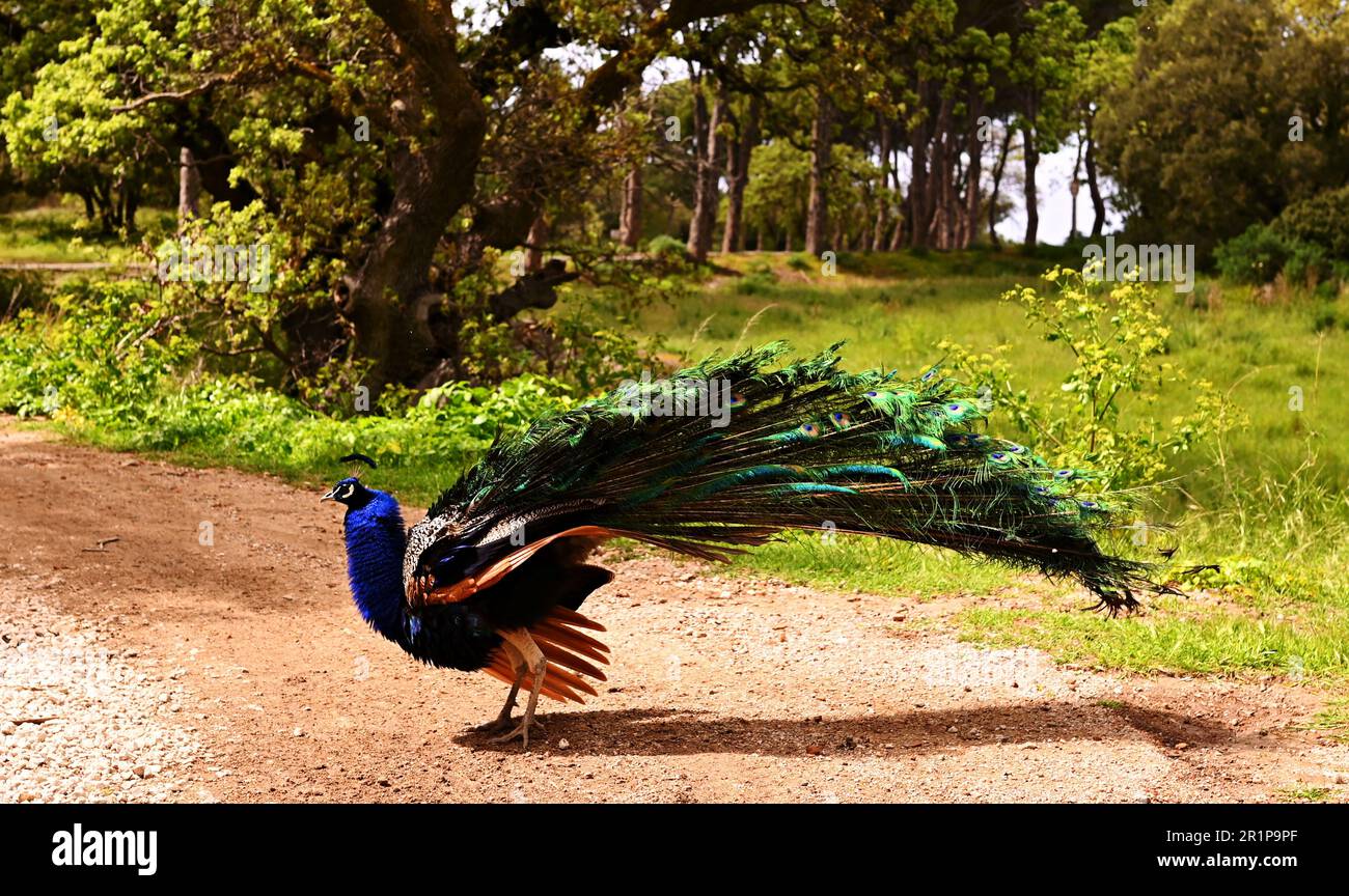Wunderschöne männliche Pfauen mit hellen Federn wandern im Park mit langen Schwänzen. Er steht auf einer unbefestigten Straße und zieht sich den Schwanz, bevor er sich öffnet. Stockfoto