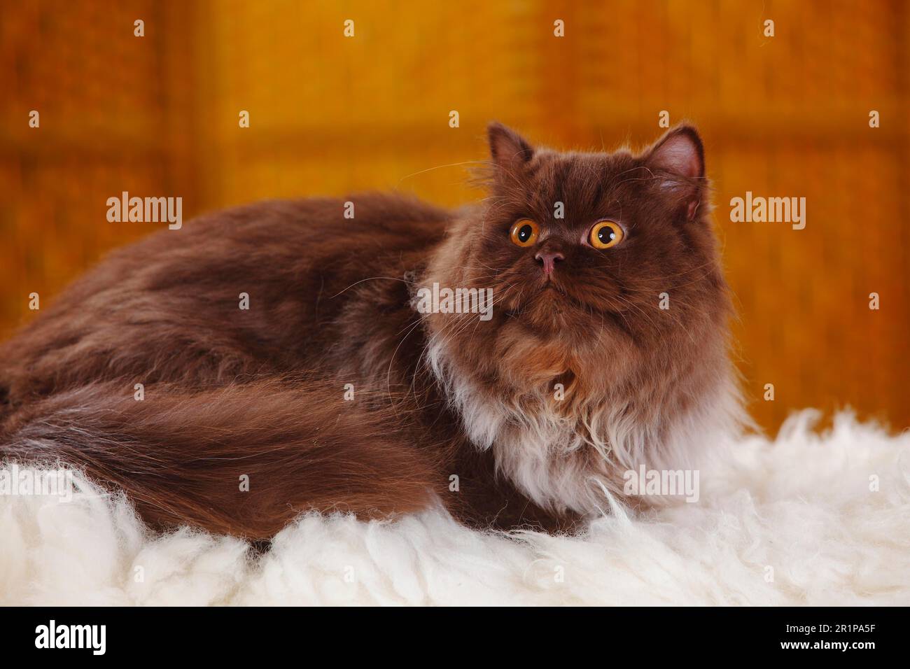 Britische Longhair-Katze, männlich, Schokolade Stockfoto
